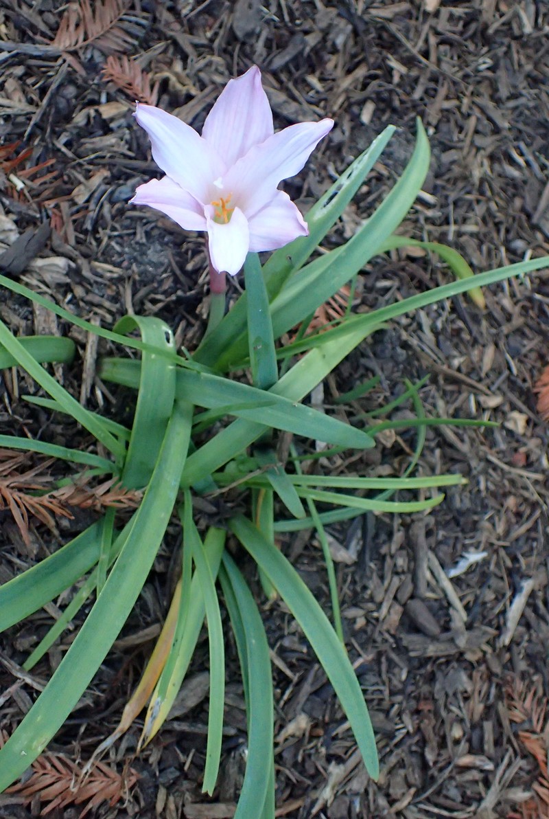 Brazilian Copperlily photo 3