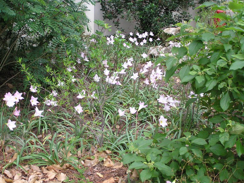 Brazilian Copperlily photo 4