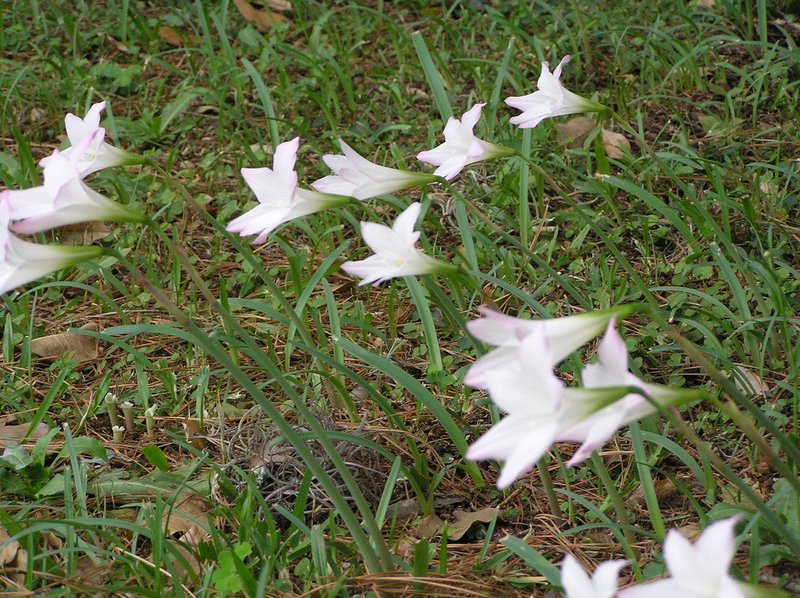 Brazilian Copperlily photo 5