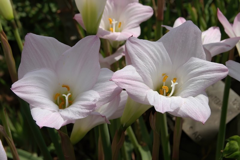 Brazilian Copperlily photo 6