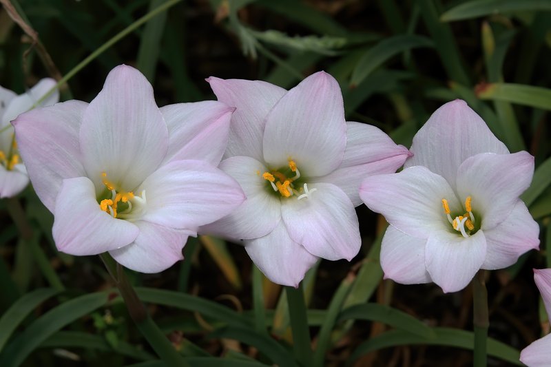 Brazilian Copperlily photo 7