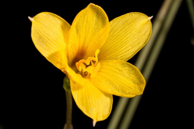 Rio Grande Copperlily photo 2