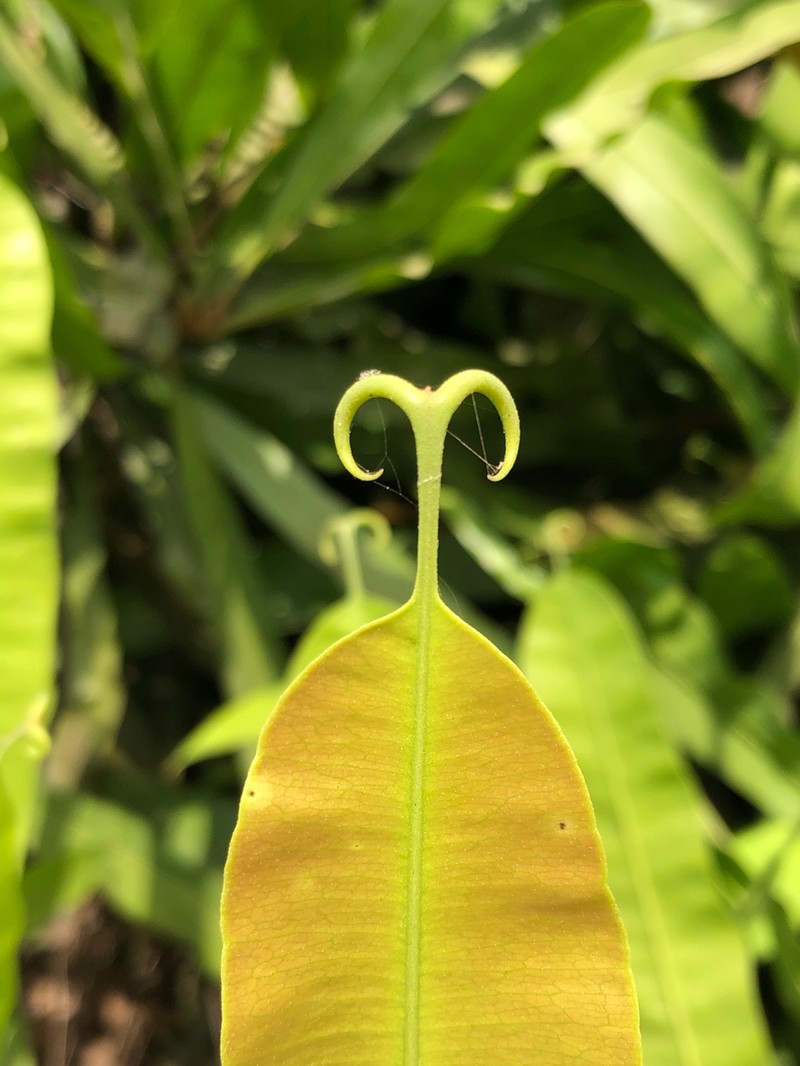 Habropetalum dawei photo 2