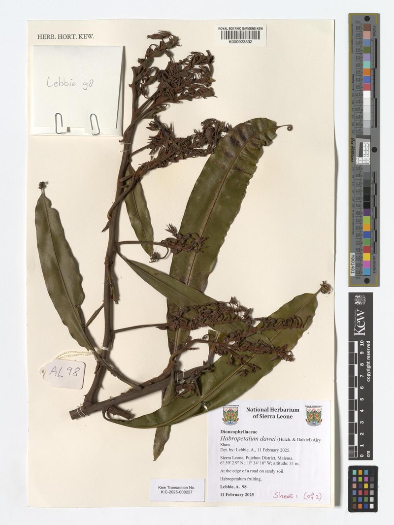 Habropetalum dawei photo 5