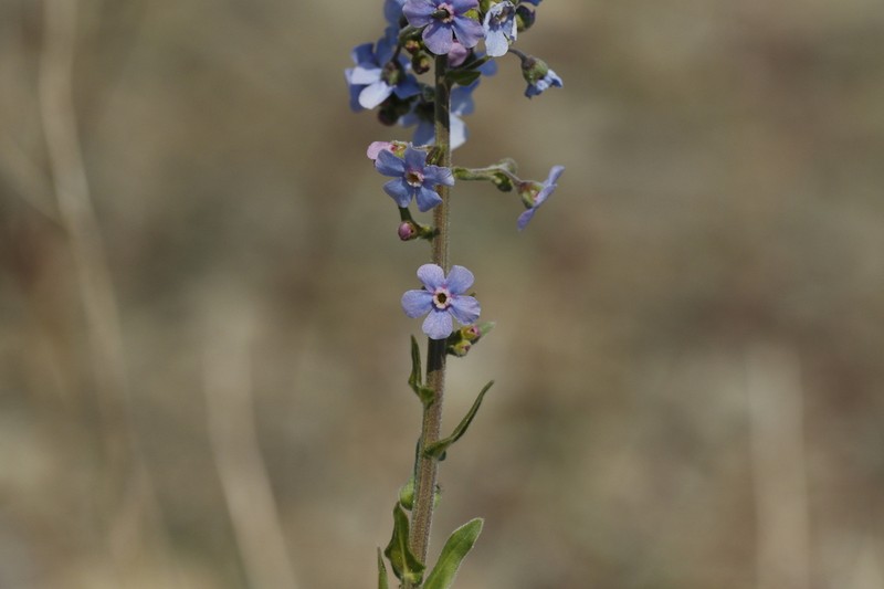 Amethyst Stickseed