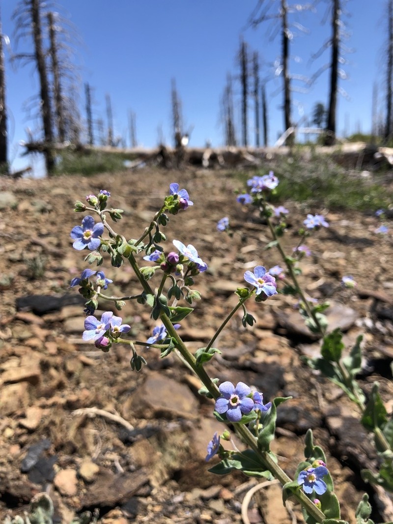 Amethyst Stickseed photo 2