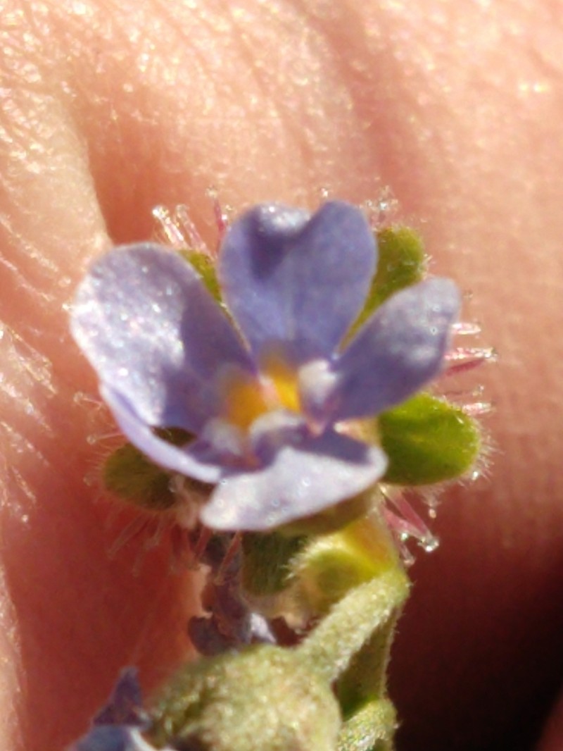 Amethyst Stickseed photo 5