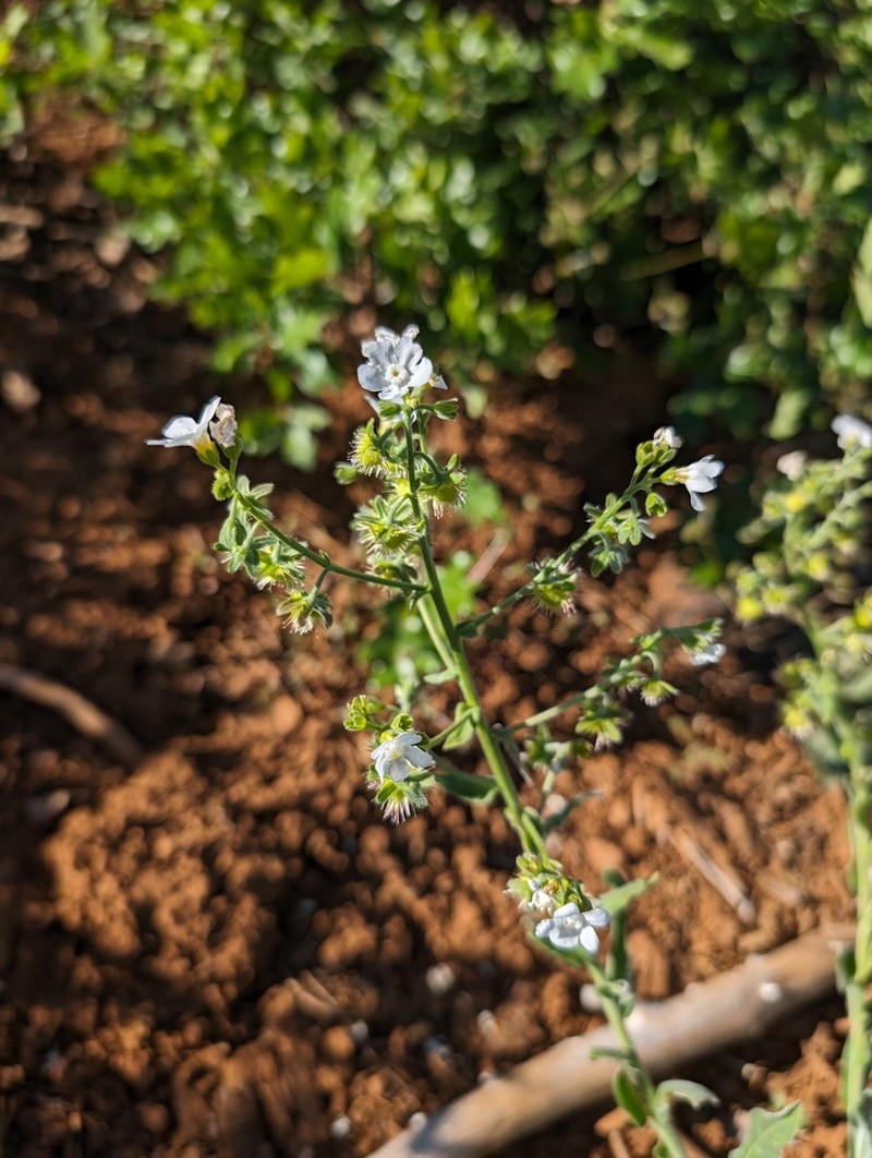 Greater Showy Stickseed