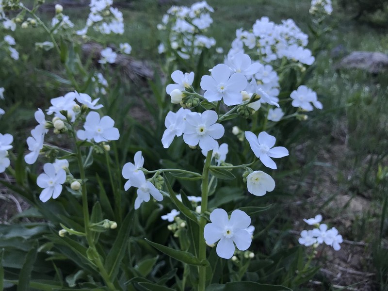 Greater Showy Stickseed photo 2