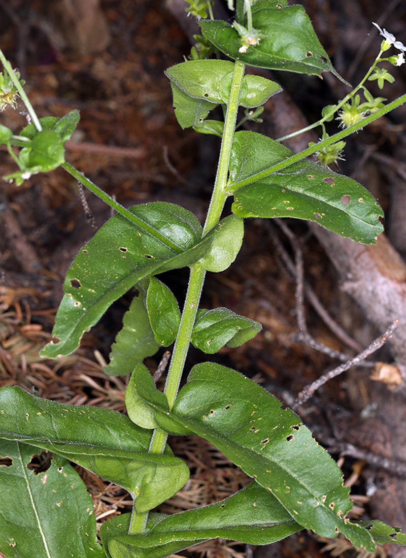 Greater Showy Stickseed photo 3
