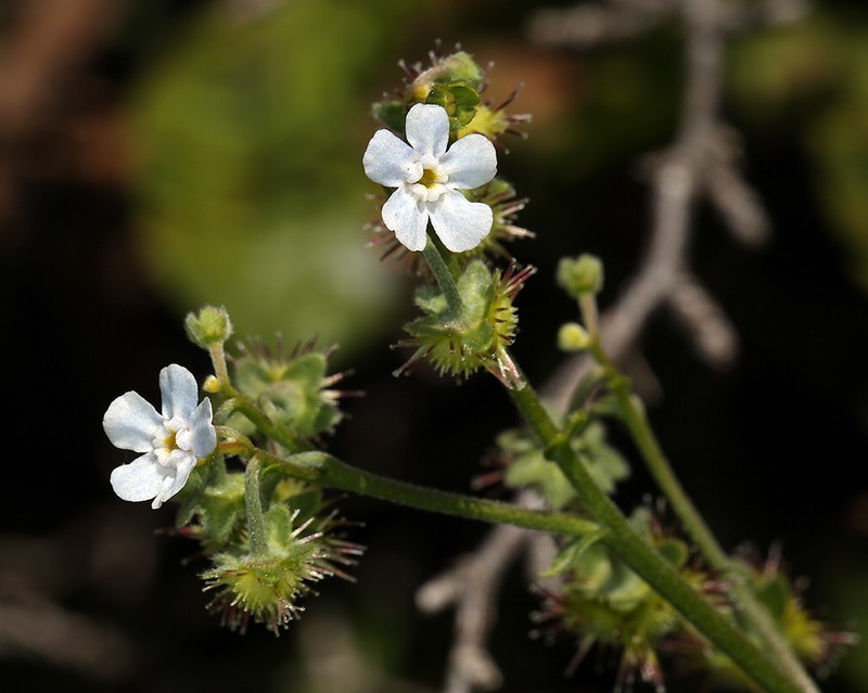 Greater Showy Stickseed photo 4