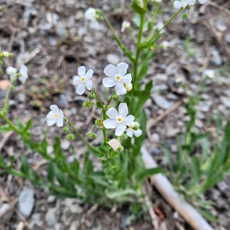 Greater Showy Stickseed photo 5