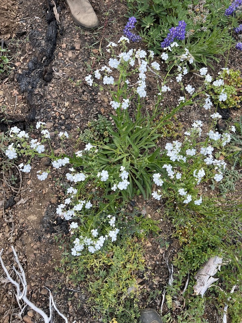 Greater Showy Stickseed photo 6