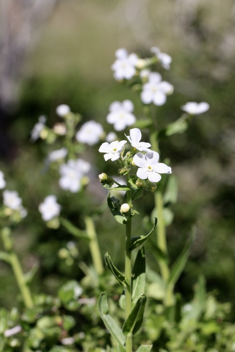 Greater Showy Stickseed photo 7