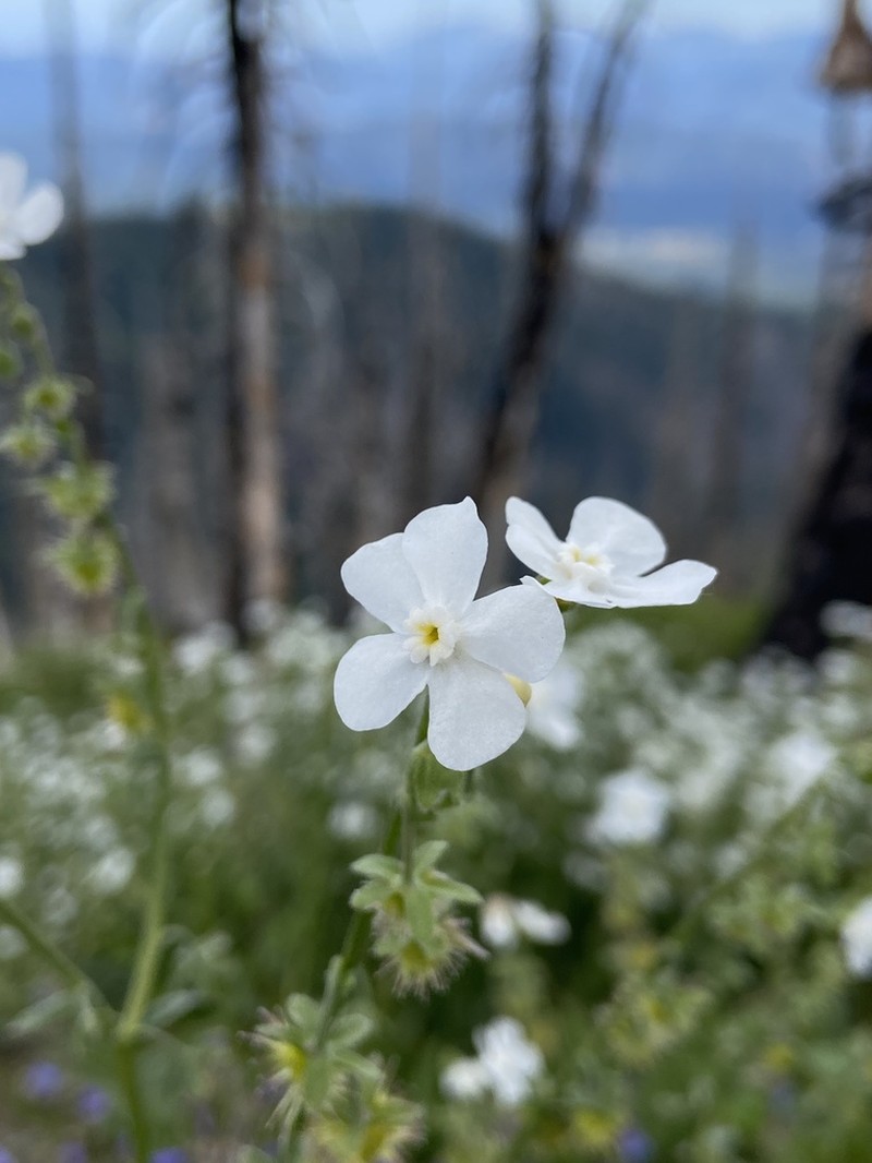 Greater Showy Stickseed photo 8