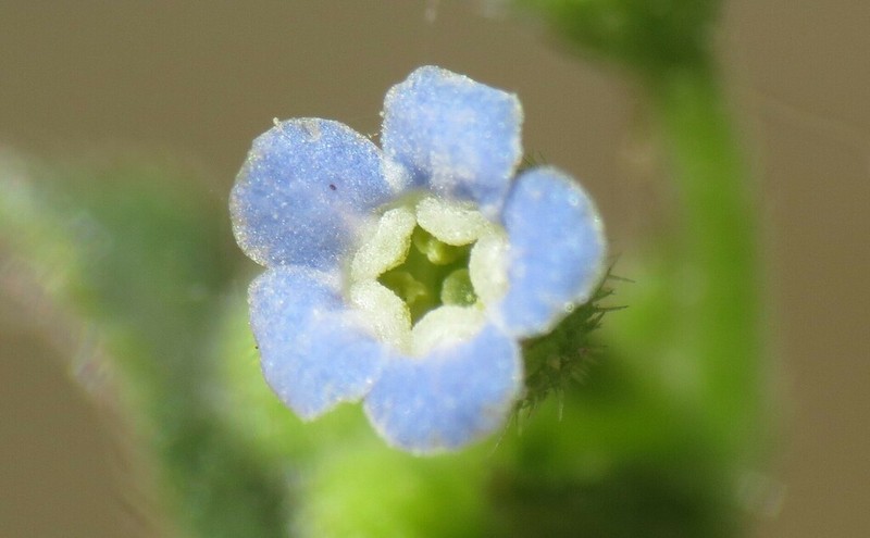 Bessey's Stickseed photo 2