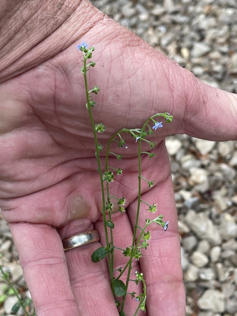 Bessey's Stickseed photo 3