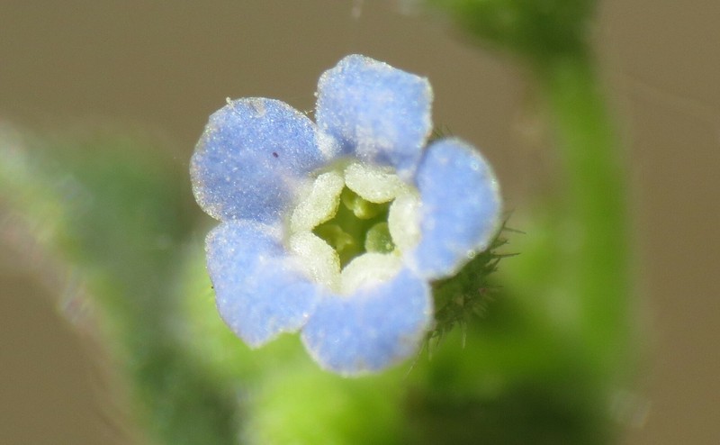 Bessey's Stickseed photo 6