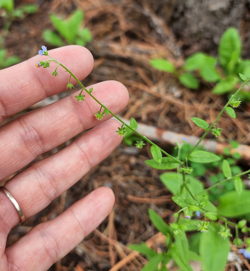 Bessey's Stickseed photo 7
