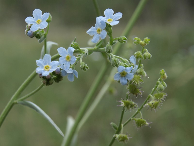 Poison Canyon Stickseed