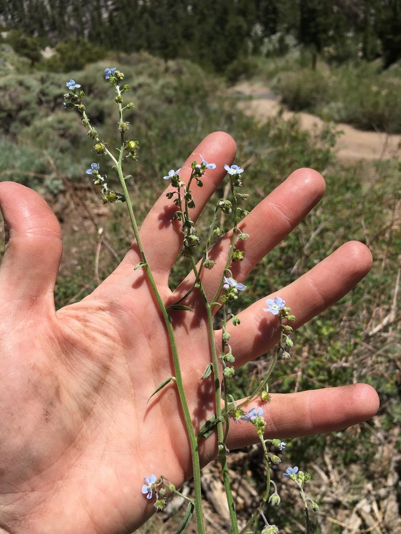 Poison Canyon Stickseed