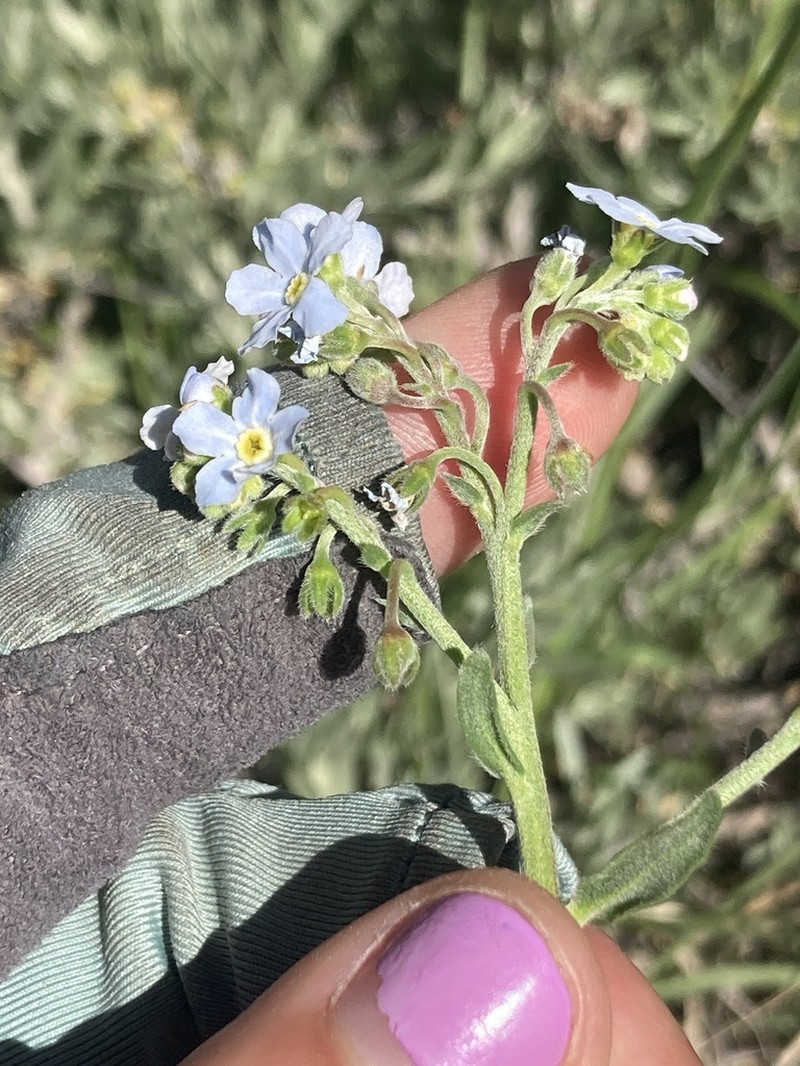 Poison Canyon Stickseed photo 3