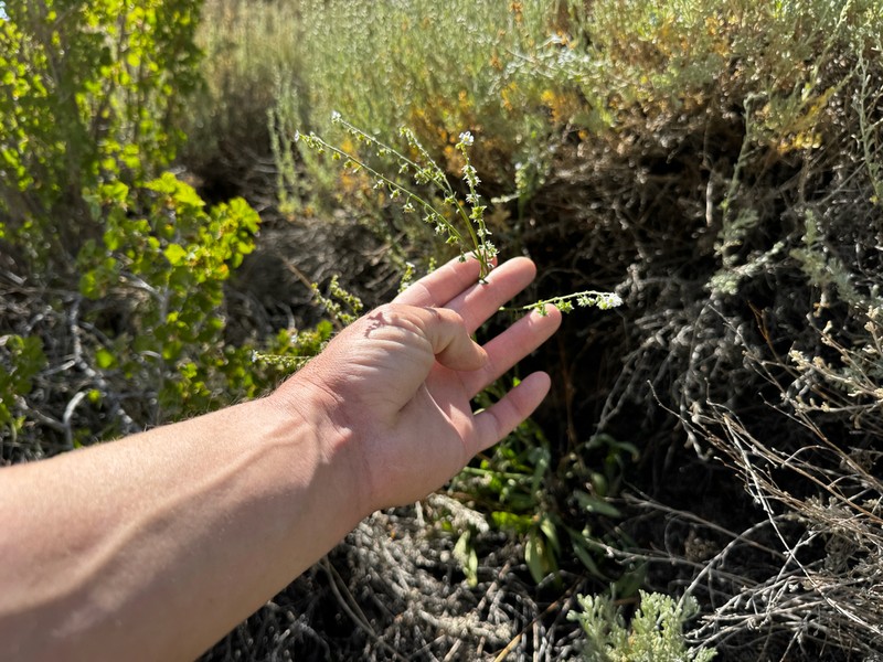 Poison Canyon Stickseed photo 4