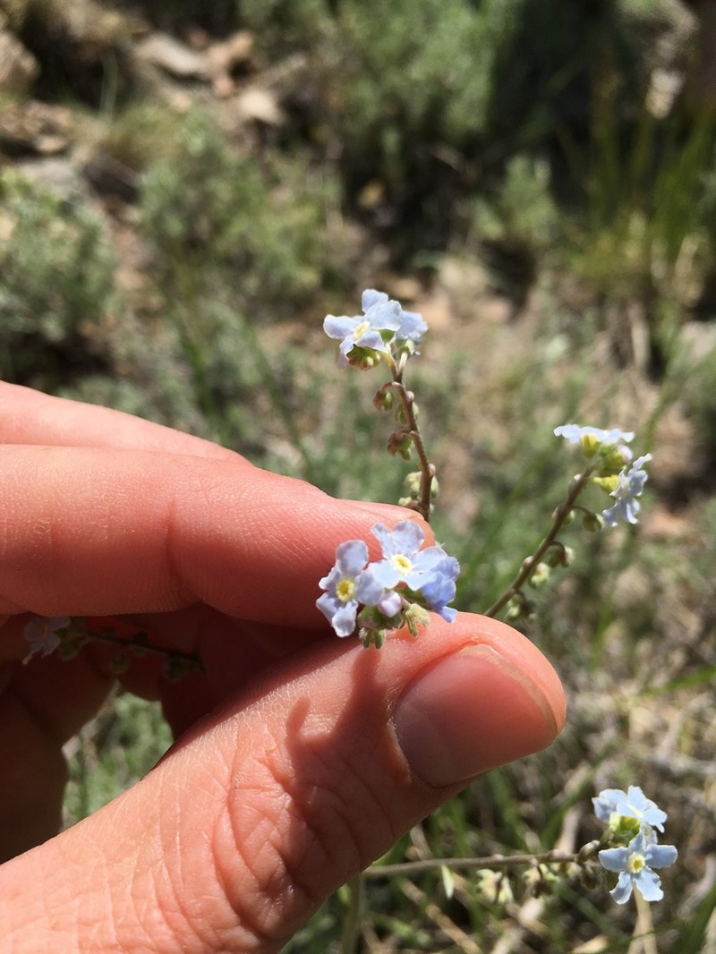 Poison Canyon Stickseed photo 5
