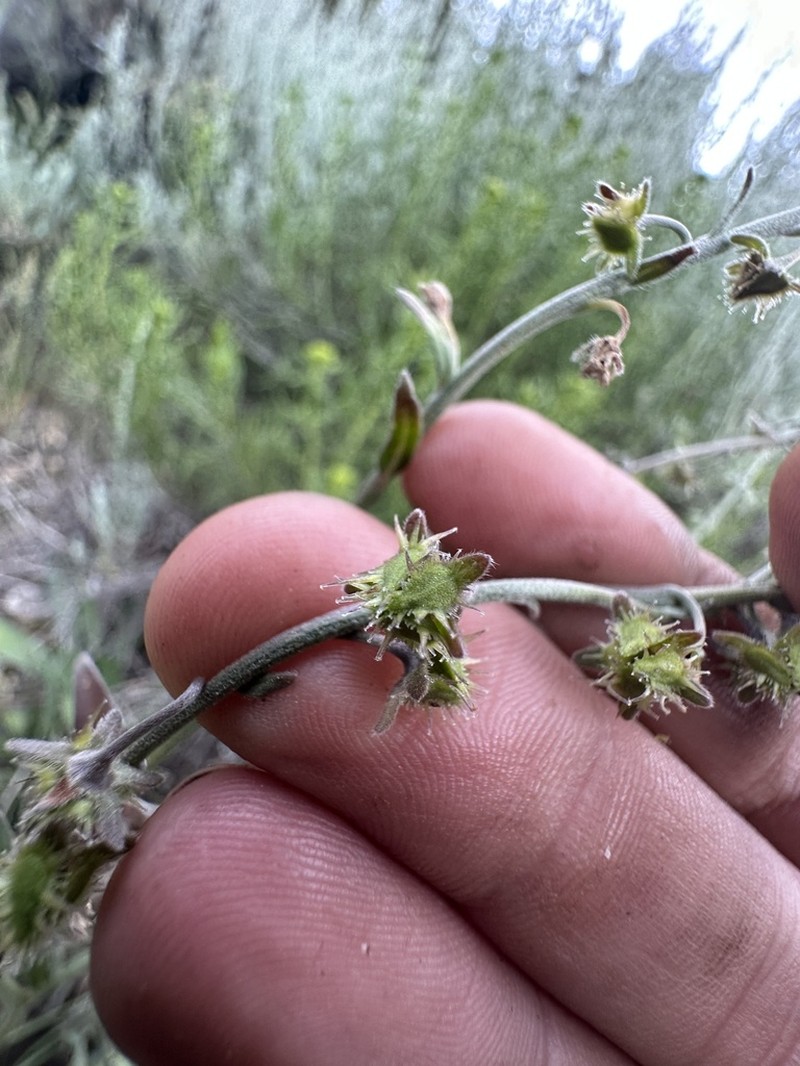 Poison Canyon Stickseed photo 6