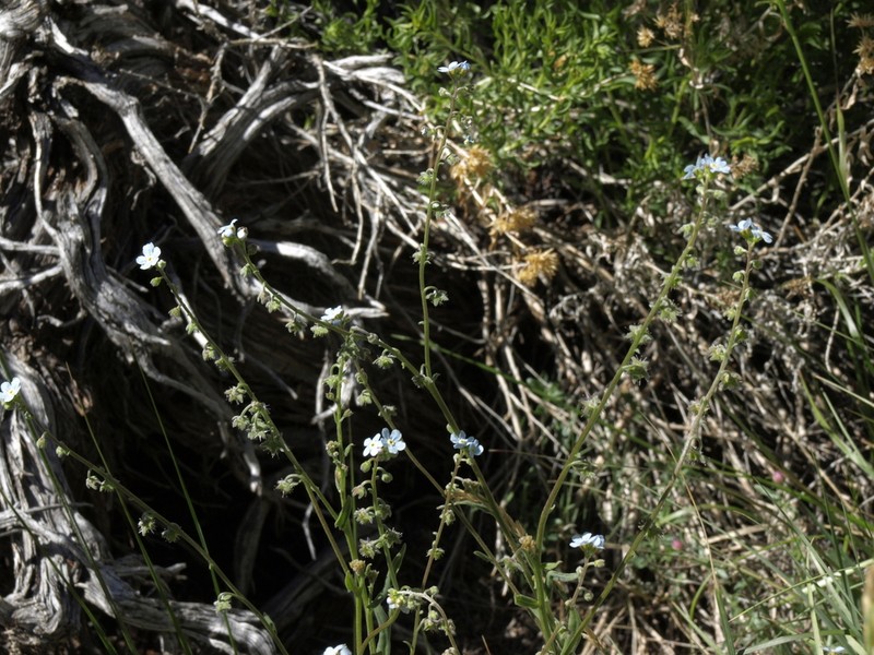 Poison Canyon Stickseed photo 7