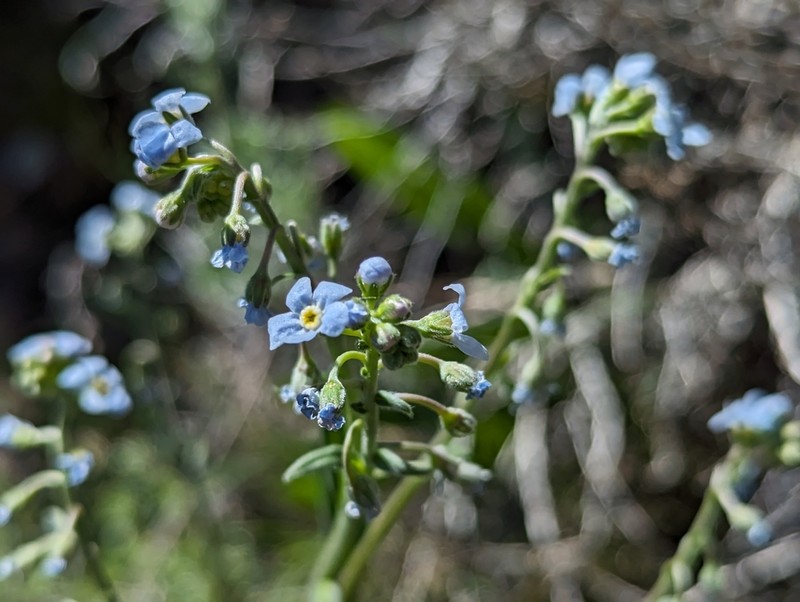 Poison Canyon Stickseed photo 8