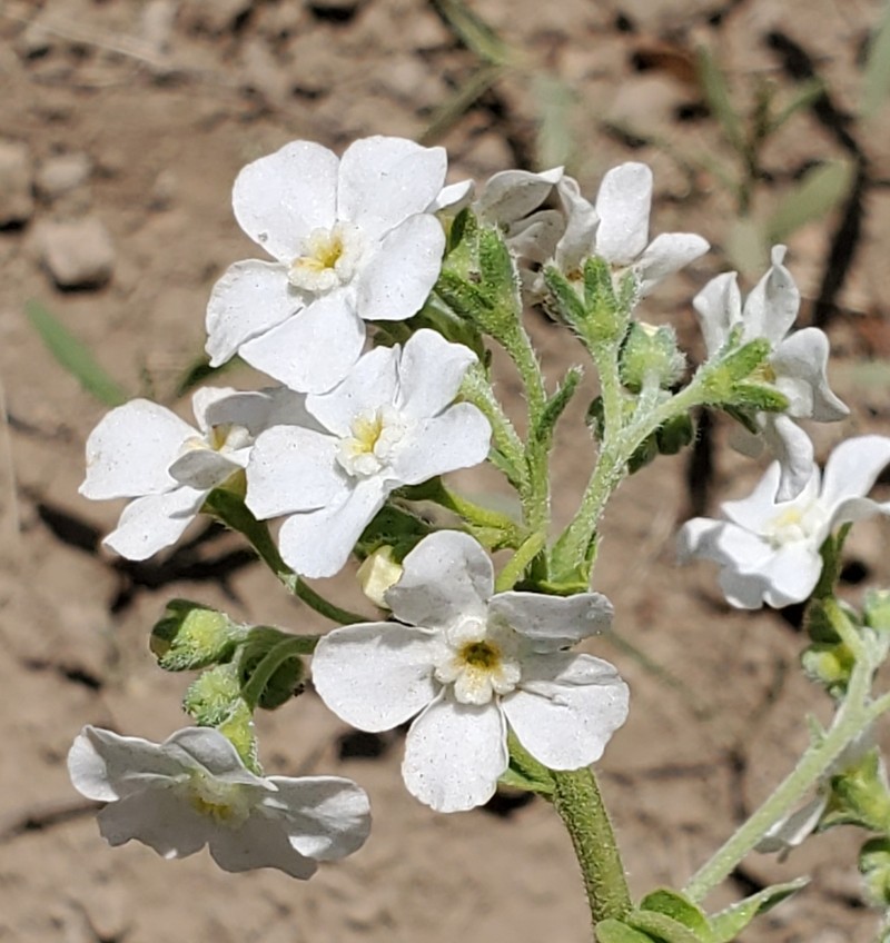 California Stickseed