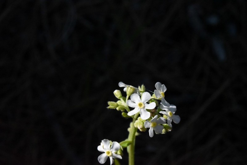 California Stickseed photo 2