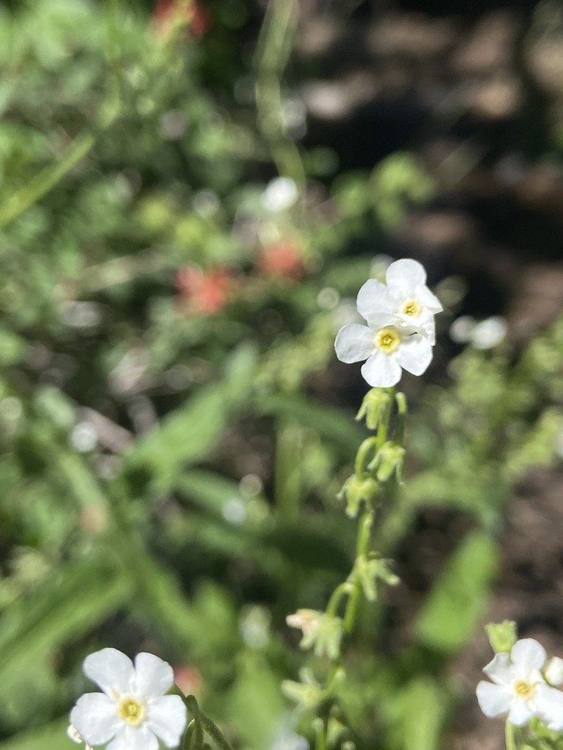California Stickseed photo 3