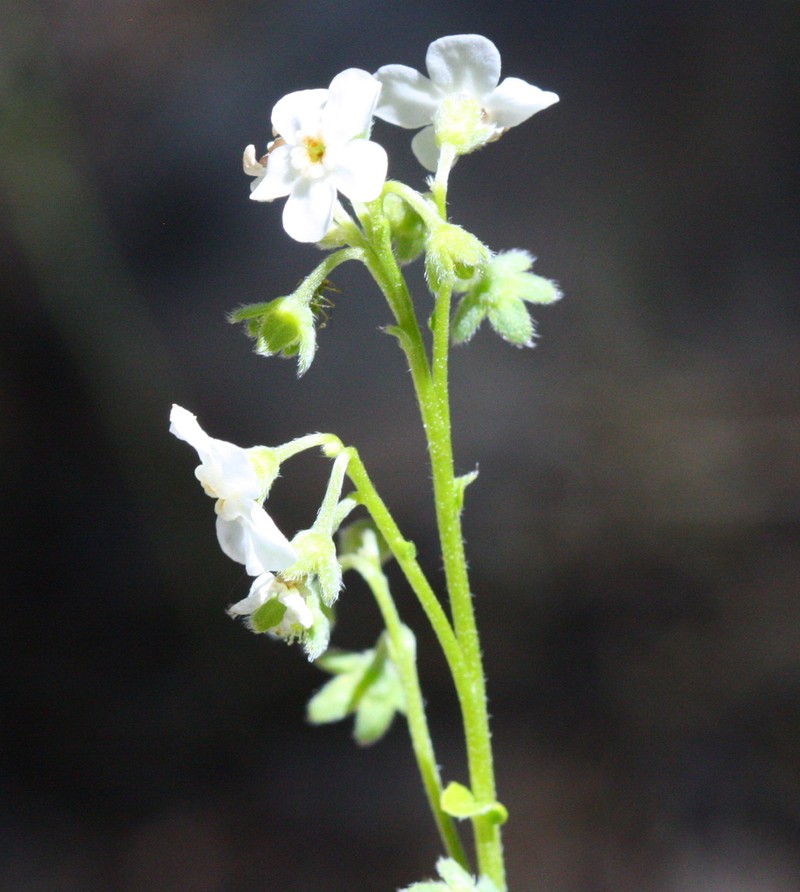 California Stickseed photo 4