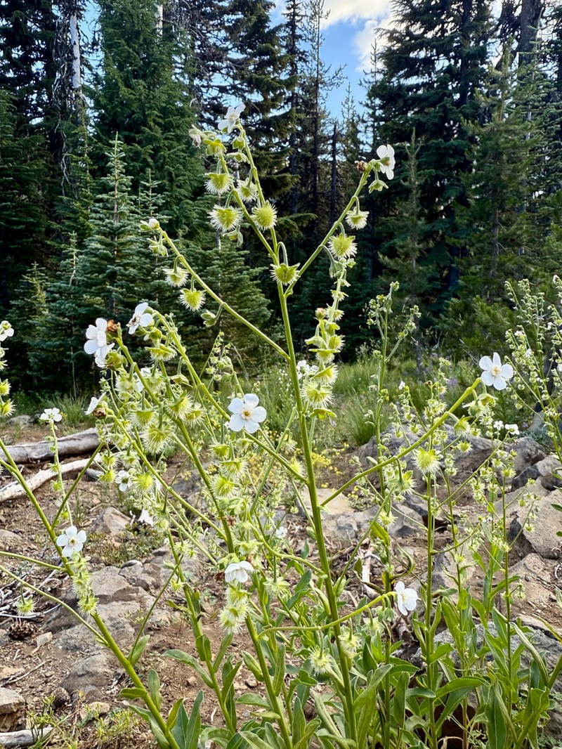 California Stickseed photo 5