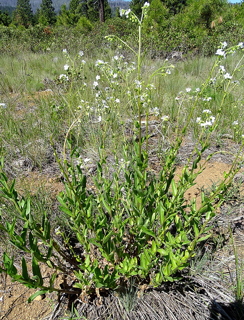 California Stickseed photo 6