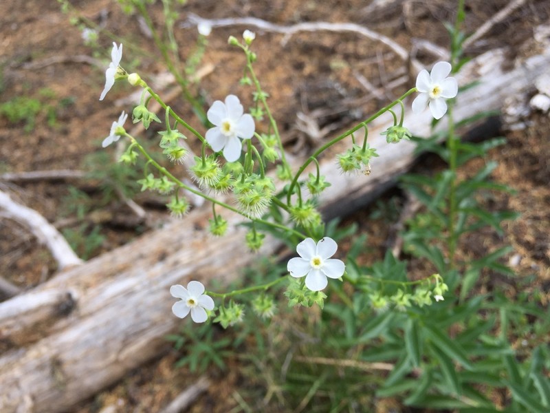 California Stickseed photo 7