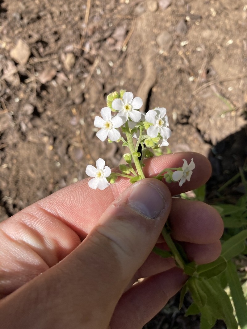 California Stickseed photo 8