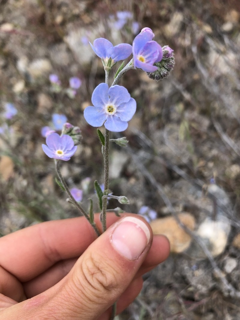 Okanogan Stickseed