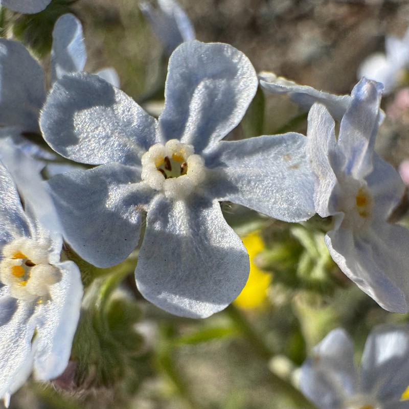 Okanogan Stickseed photo 2