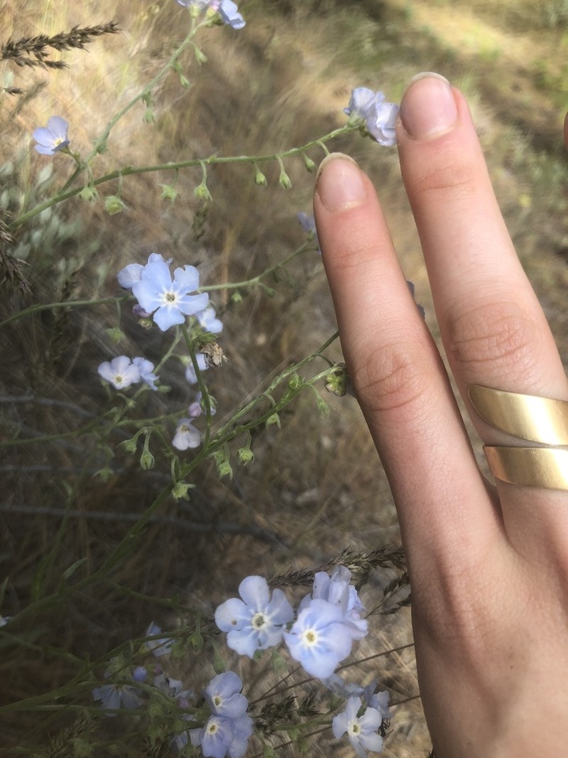 Okanogan Stickseed photo 3
