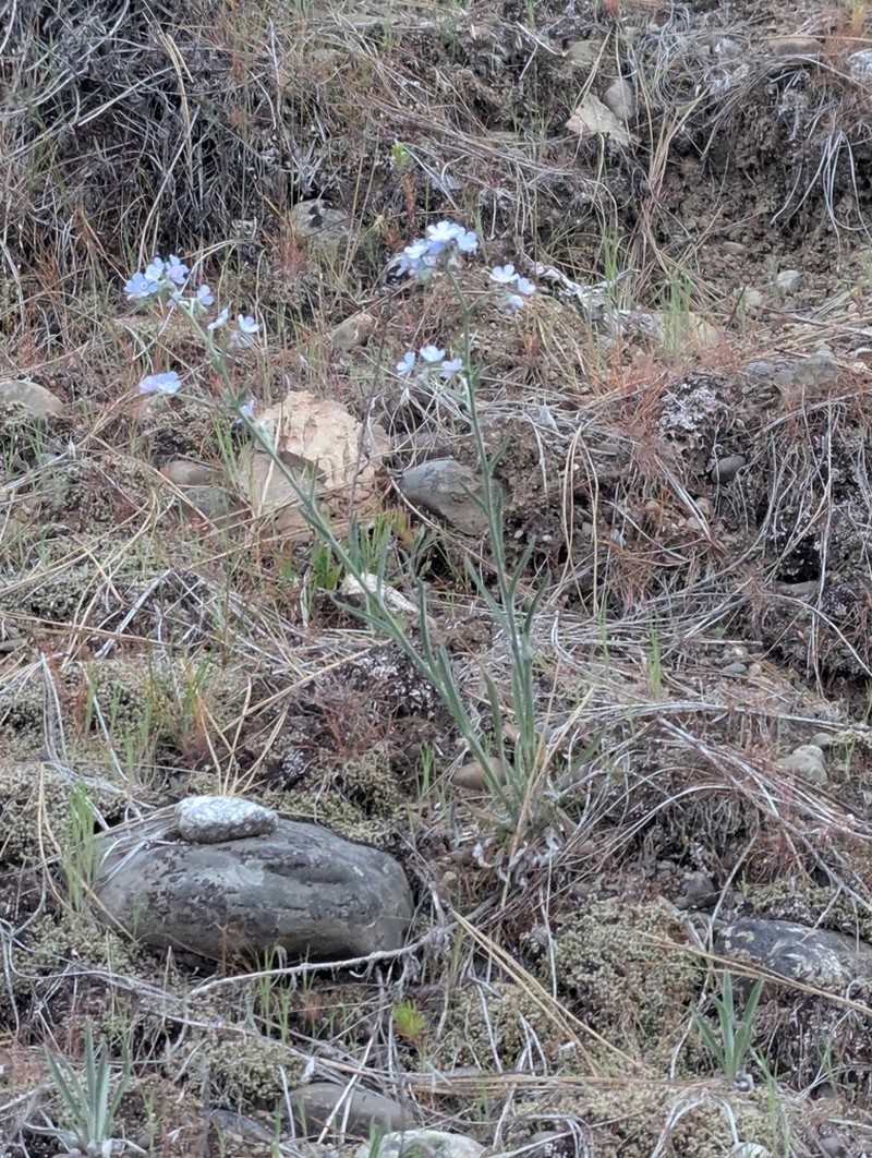 Okanogan Stickseed photo 4