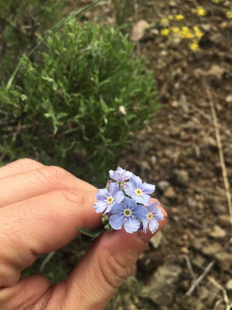 Okanogan Stickseed photo 5