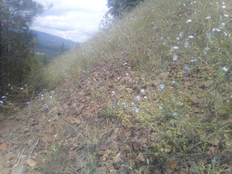 Okanogan Stickseed photo 6