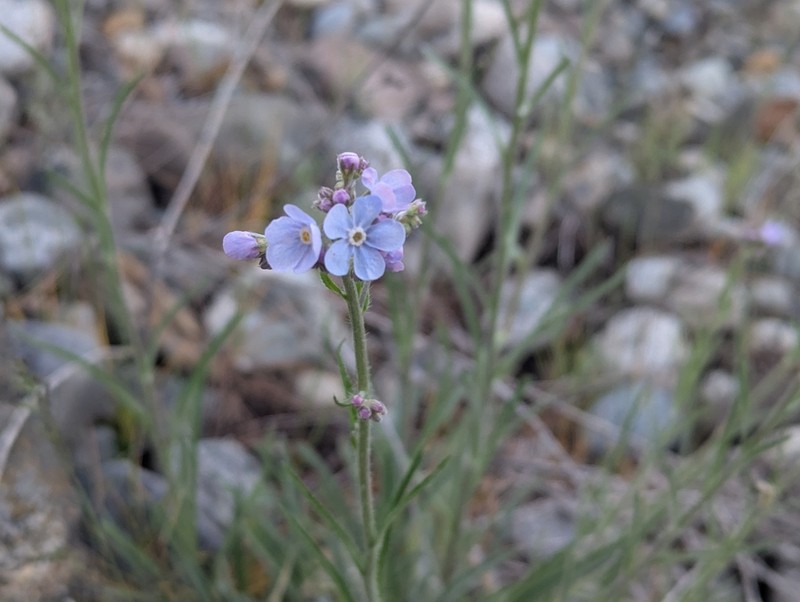 Okanogan Stickseed photo 7