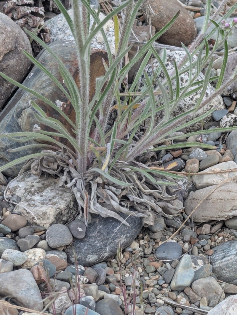 Okanogan Stickseed photo 8