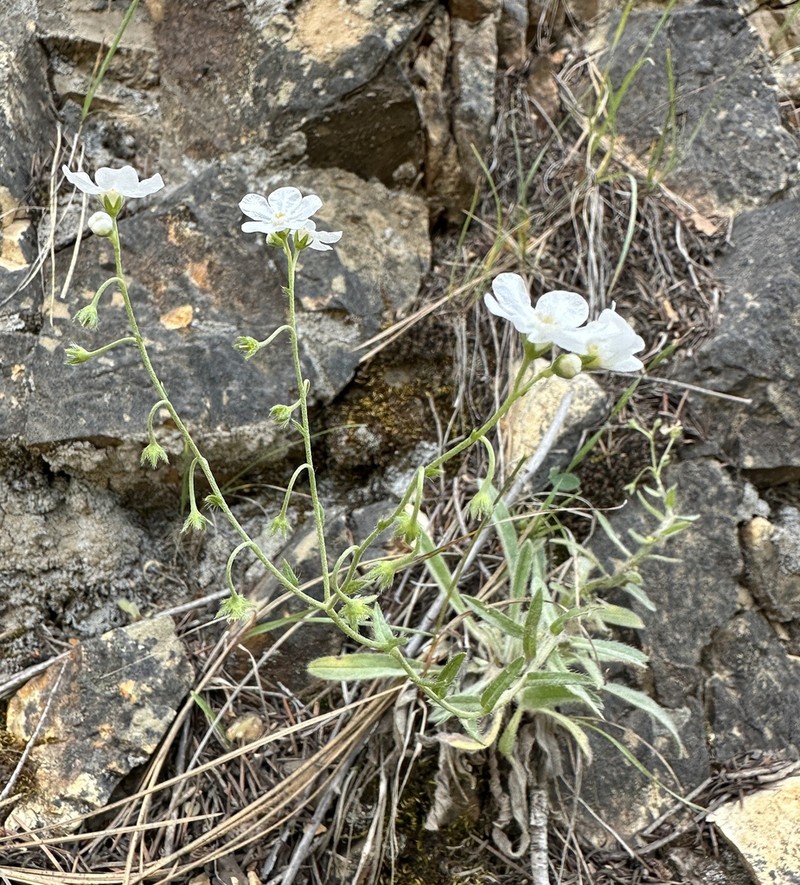 Gray Stickseed