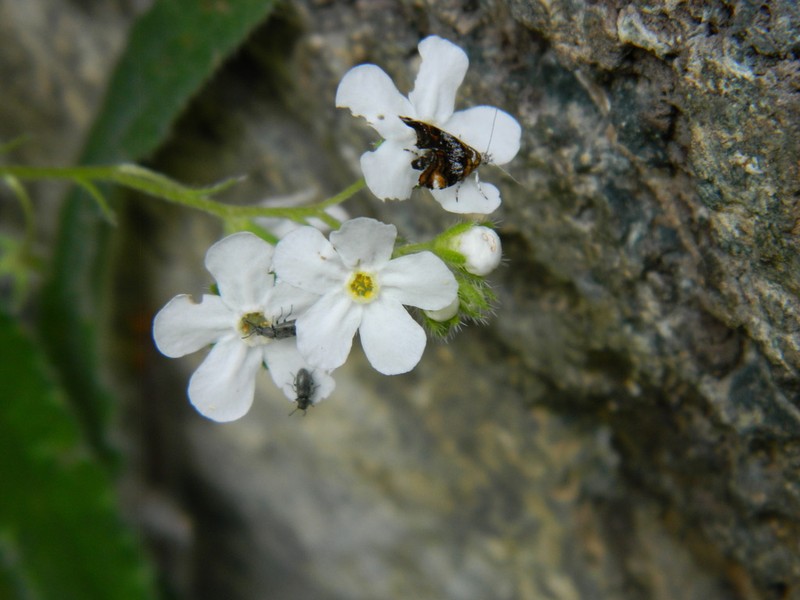 Gray Stickseed photo 2