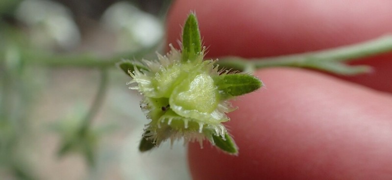 Gray Stickseed photo 3